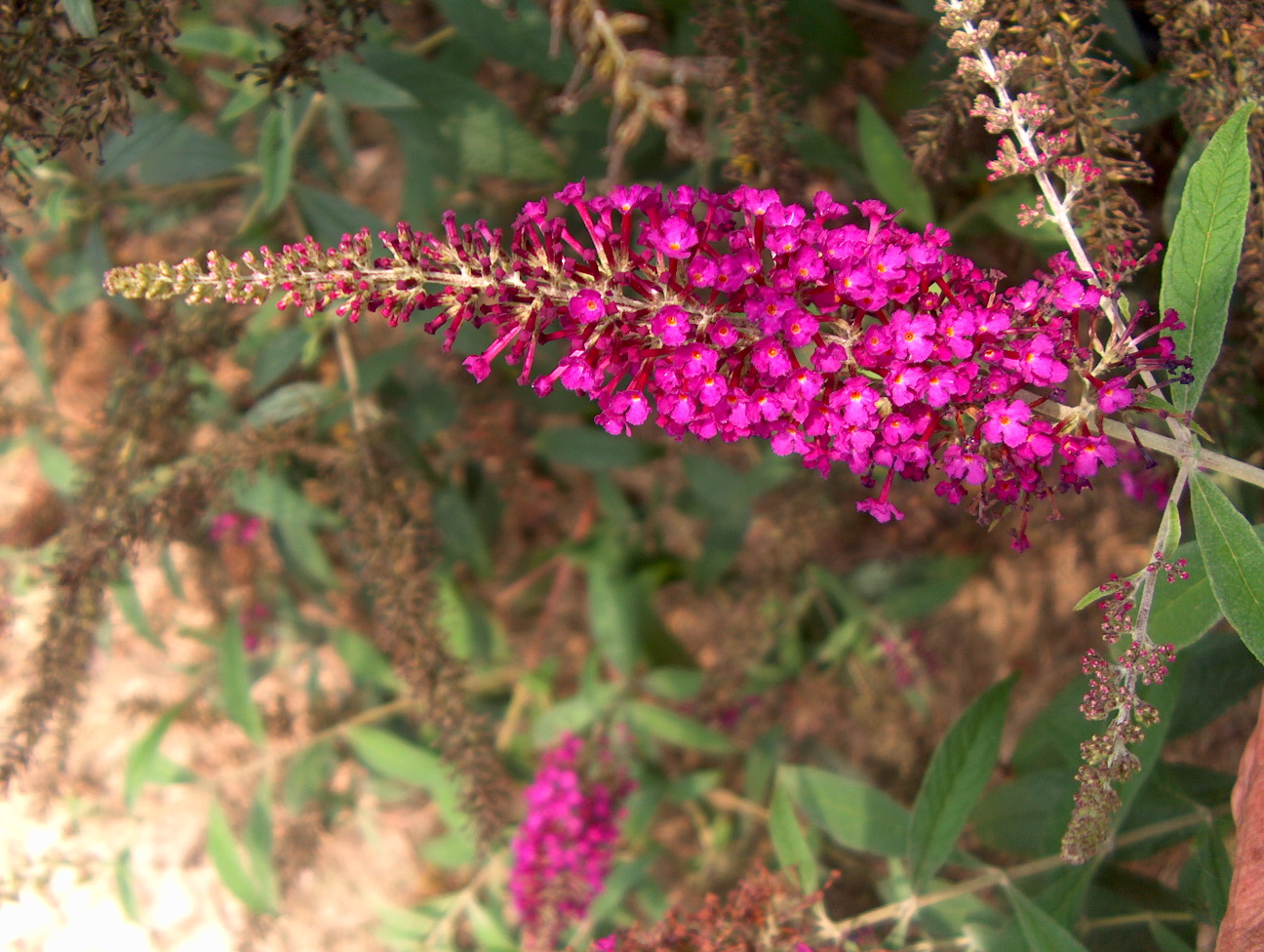 Online Plant Guide Buddleia davidii 'Attraction' / Attraction